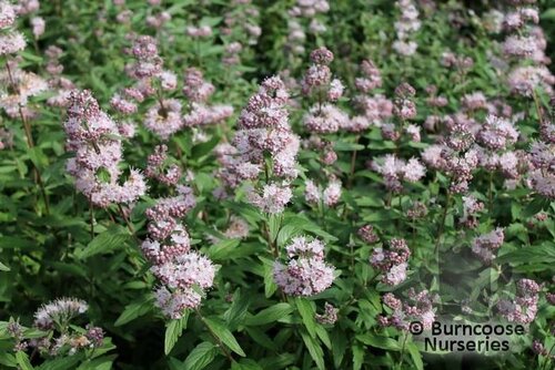 CARYOPTERIS x clandonensis 'Stephi' 